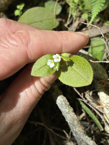 Myosotis forsteri observed 2026-10-24
