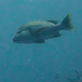 Lutjanus rivulatus observed 2026-10-24