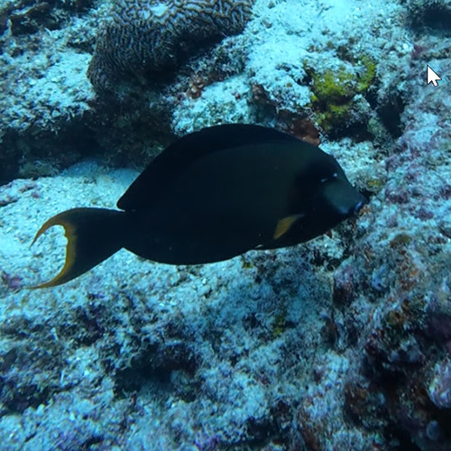 Acanthurus pyroferus observed 2026-10-24