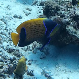 Pomacanthus navarchus observed 2026-10-24