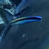 Labroides dimidiatus observed 2026-10-24