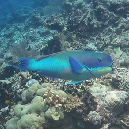 Chlorurus microrhinos observed 2026-10-24