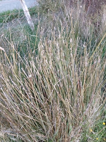 Lepidosperma observed 2026-10-24