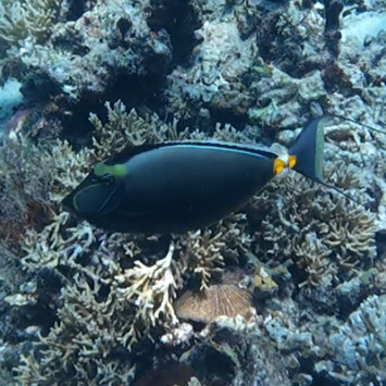 Prionurus observed 2026-10-24