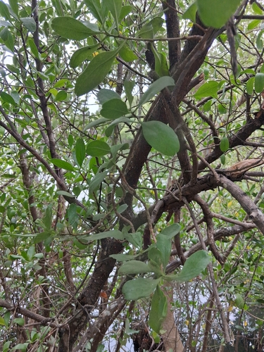 Lumnitzera racemosa observed 2026-10-24