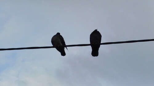 Rock Pigeon photograph by the iNaturalist community