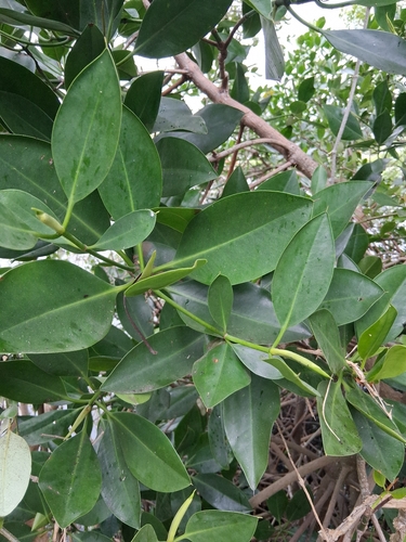 Rhizophora mucronata observed 2026-10-24