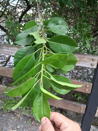 Excoecaria agallocha observed 2026-10-24