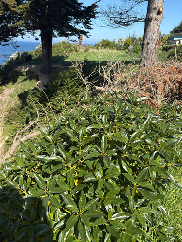 Myoporum laetum observed 2026-10-23