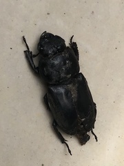 Serrognathus titanus platymelus
