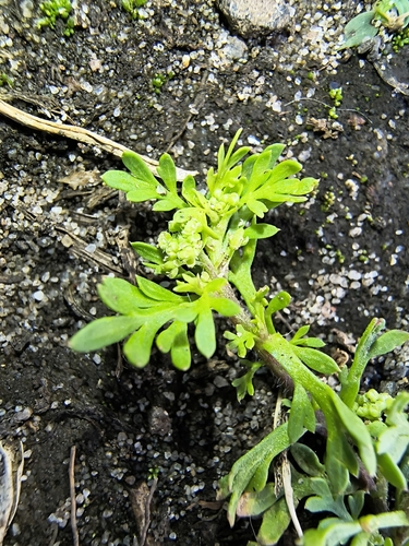 Lepidium didymum observed 2026-10-24