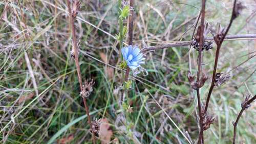 chicory photograph by the iNaturalist community