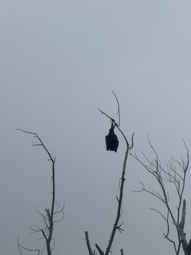 Pteropus mariannus observed 2026-10-13