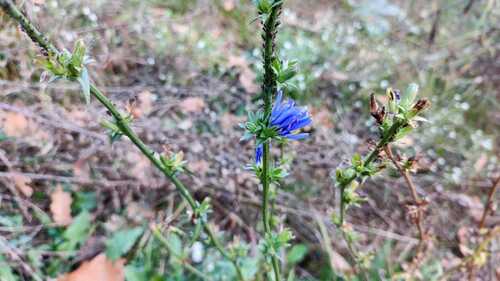 chicory photograph by the iNaturalist community