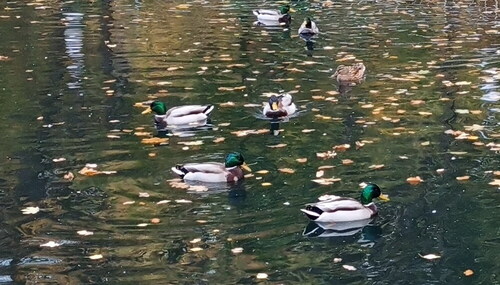 Mallard photograph by the iNaturalist community