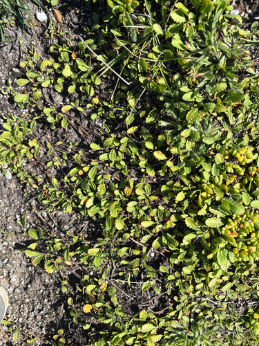 Leptinella dioica observed 2026-10-23