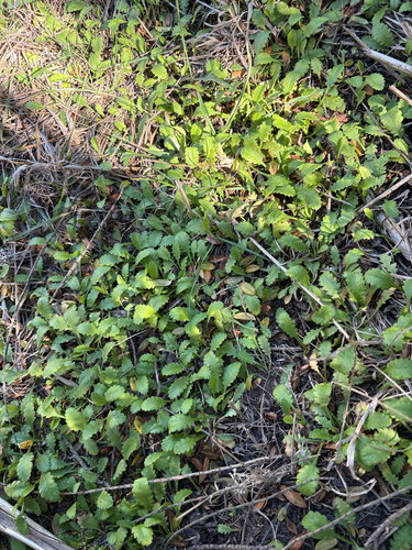 Leptinella dioica observed 2026-10-23