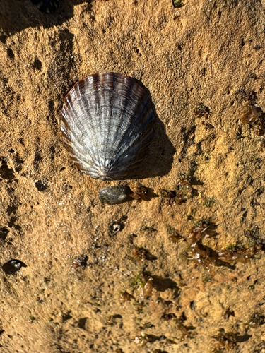 Cellana strigilis observed 2026-10-24