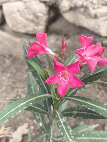 oleander photograph by the iNaturalist community