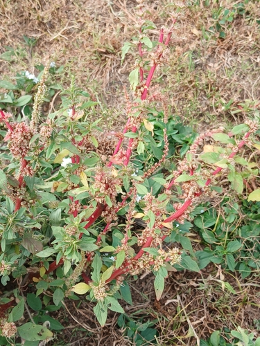 Amaranthus spinosus observed 2026-10-21