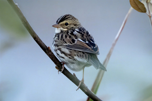 Savannah Sparrow photograph by the iNaturalist community