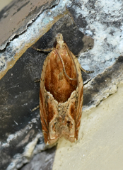 Ancylis comptana
