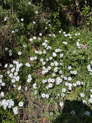 Osteospermum fruticosum observed 2026-10-24