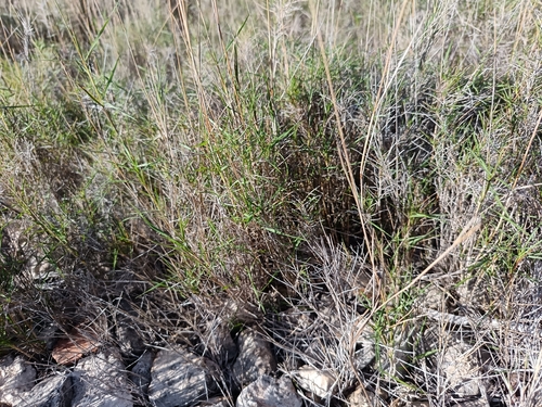 Brachypodium retusum observed 2026-10-23