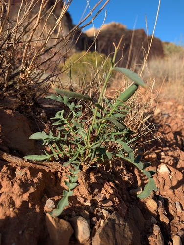 Stanleya pinnata observed 2026-10-23