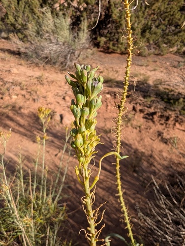 Stanleya pinnata observed 2026-10-23