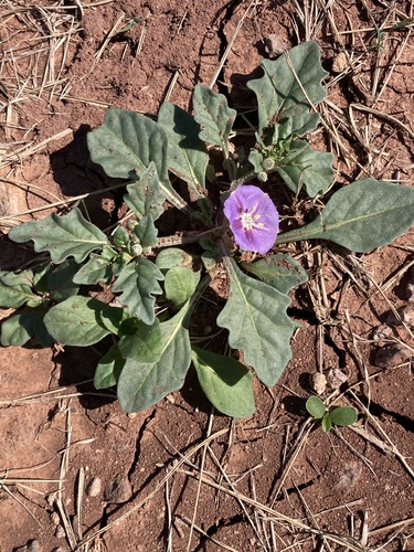 purple groundcherry