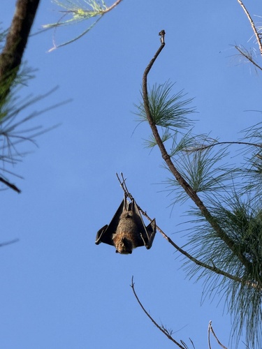 Pteropus mariannus observed 2026-10-16