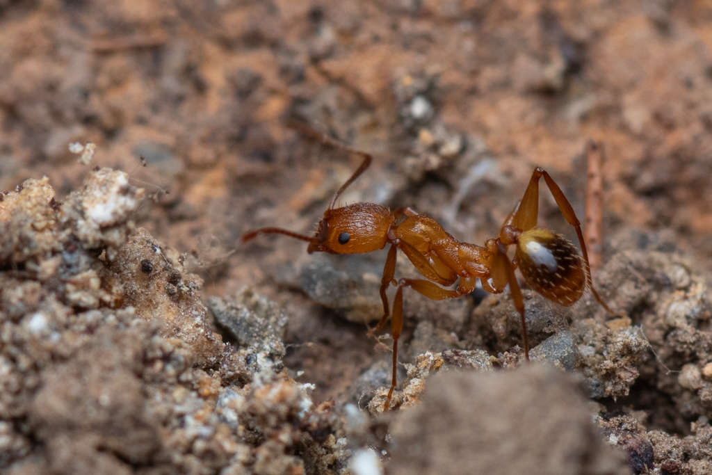 Festa's Collared Ant
