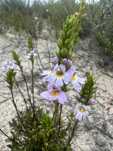 Euphrasia collina observed 2026-10-24
