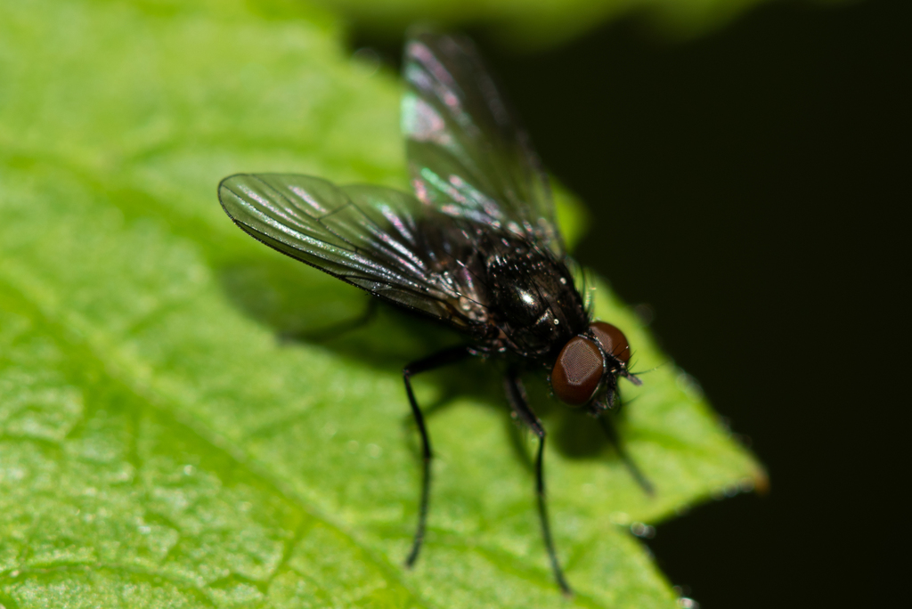 Muscoid Flies from Московская обл., Россия on May 27, 2020 at 03:34 PM ...