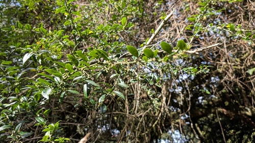 Prinsepia scandens observed 2026-10-22