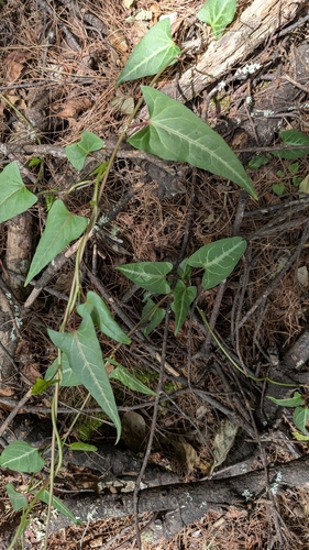 Reynoutria multiflora observed 2026-10-22