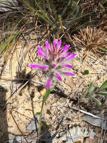 Ptilotus manglesii observed 2026-10-24