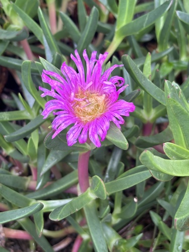 Carpobrotus glaucescens observed 2026-10-24