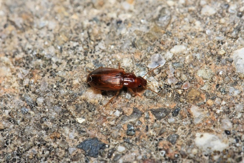 Bradycellus verbasci