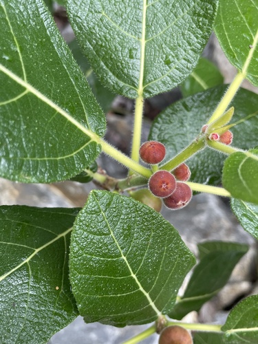 Ficus opposita observed 2026-10-24