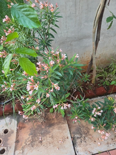 oleander photograph by the iNaturalist community