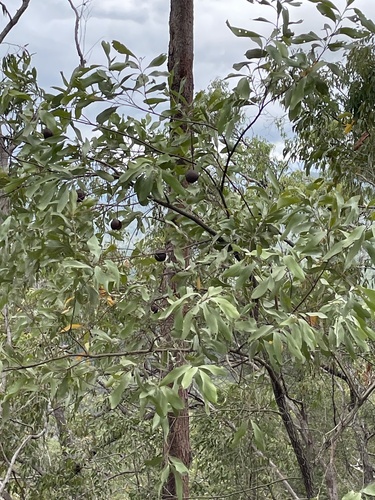 Grevillea glauca observed 2026-10-24