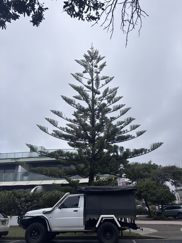 Araucaria heterophylla observed 2026-10-24