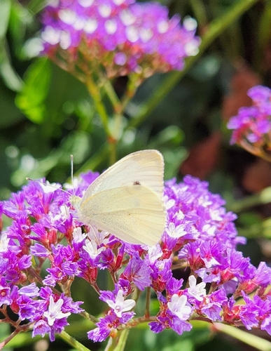 Small White photograph by the iNaturalist community