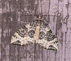 Ecliptopera silaceata