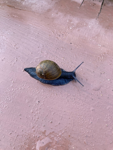 Cantareus apertus observed 2026-10-24