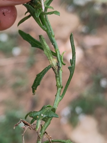 Centaurea aspera, 2026-10-23