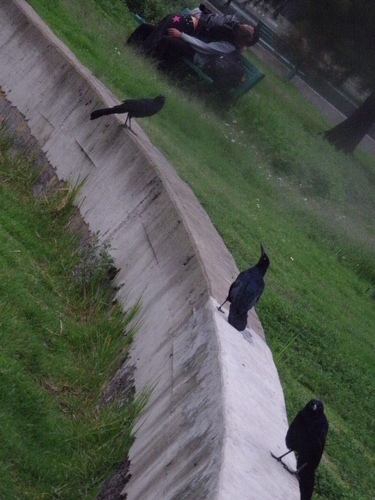 Great-tailed Grackle photograph by the iNaturalist community