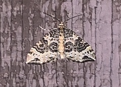 Ecliptopera silaceata